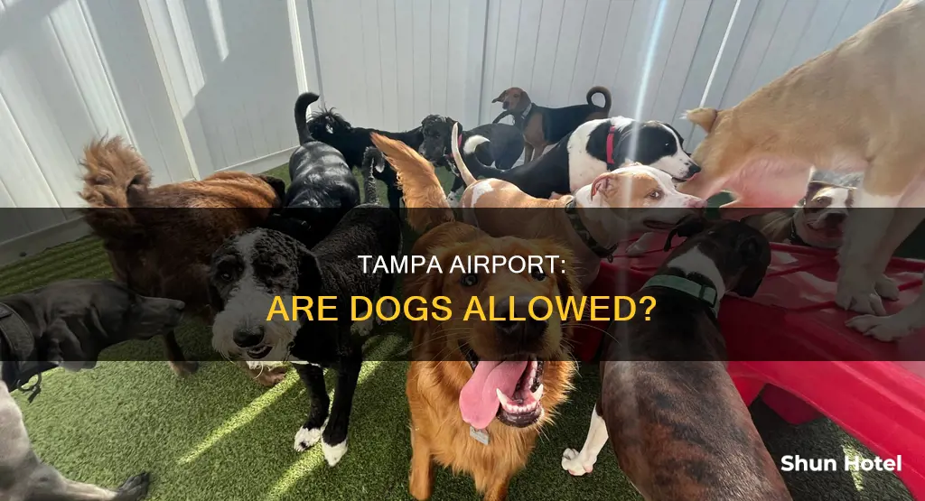 can dogs go to the tampa airport