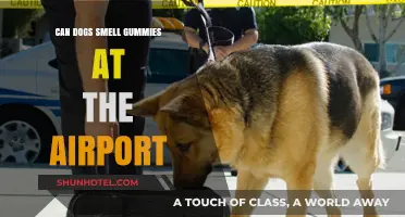 Airport Gummies: Can Dogs Detect Them?
