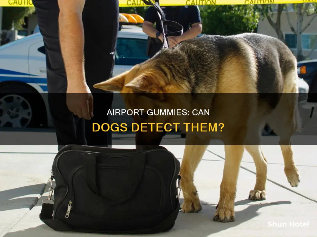 can dogs smell gummies at the airport