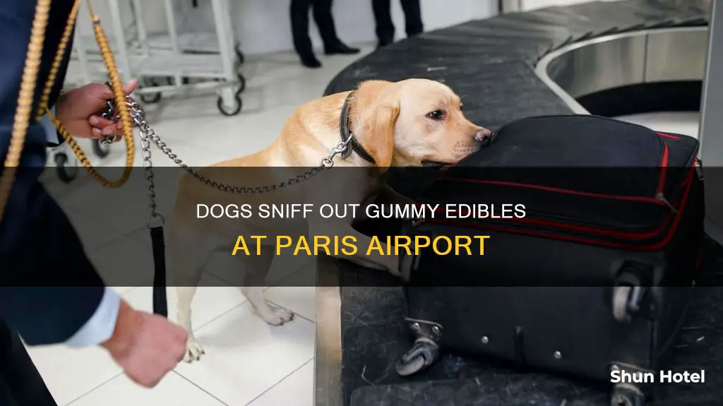 can dogs smell gummy edibles in paris airport