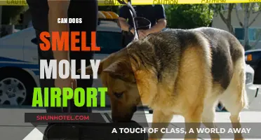 How Dogs Can Sniff Out Drugs at Airports