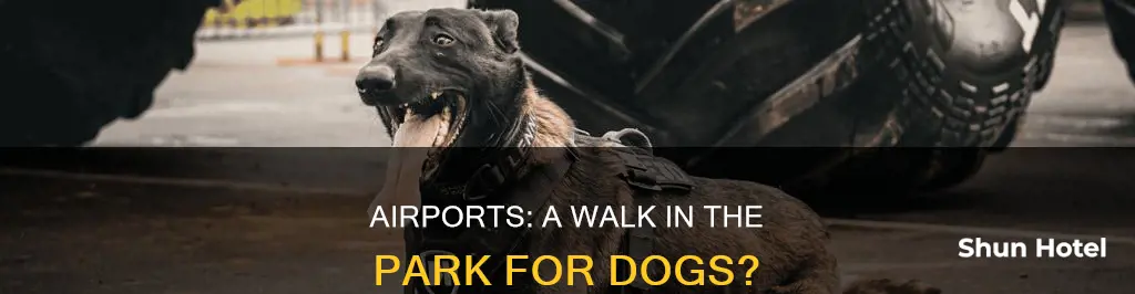can dogs walk around in airports