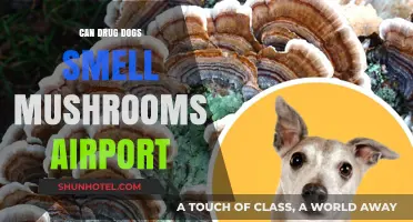 Mushroom Detection: Can Drug Dogs Smell Them at Airports?
