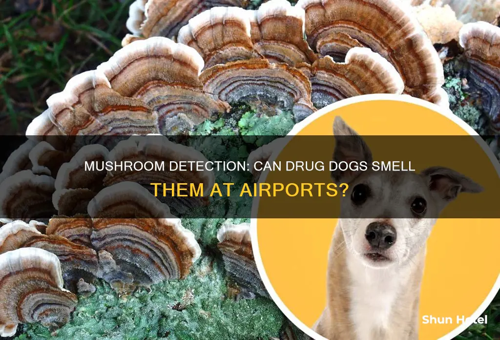 can drug dogs smell mushrooms airport