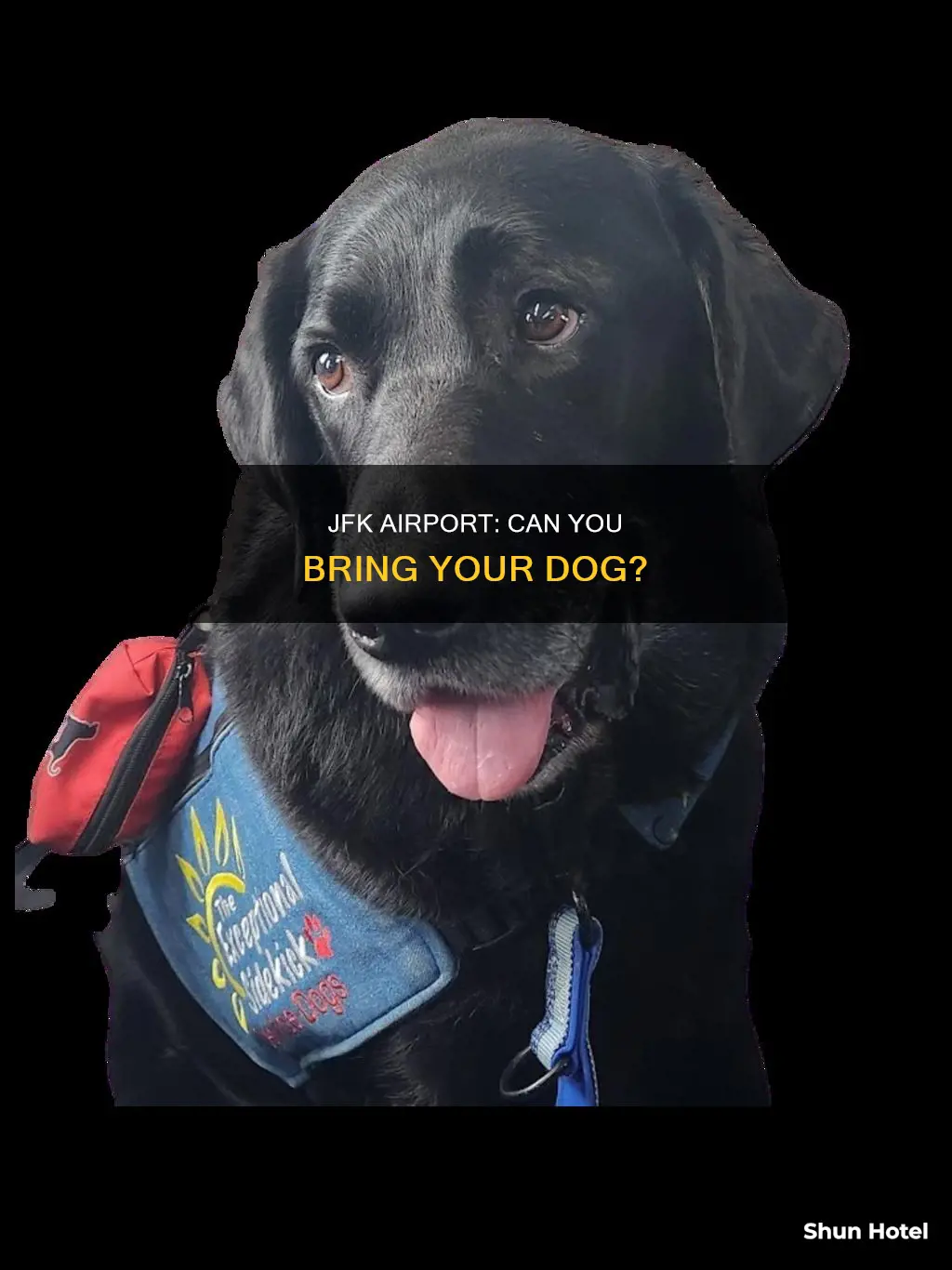 can i bring a dog to kennedy airport