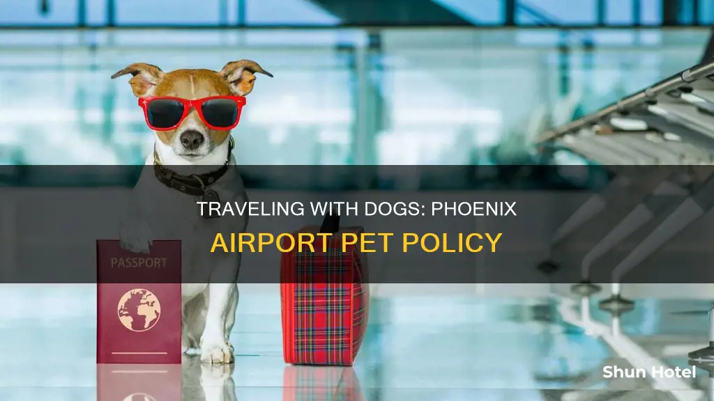 can i bring a dog to phoenix airport