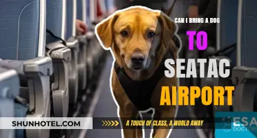 Bringing Your Dog to Sea-Tac Airport: What You Need to Know