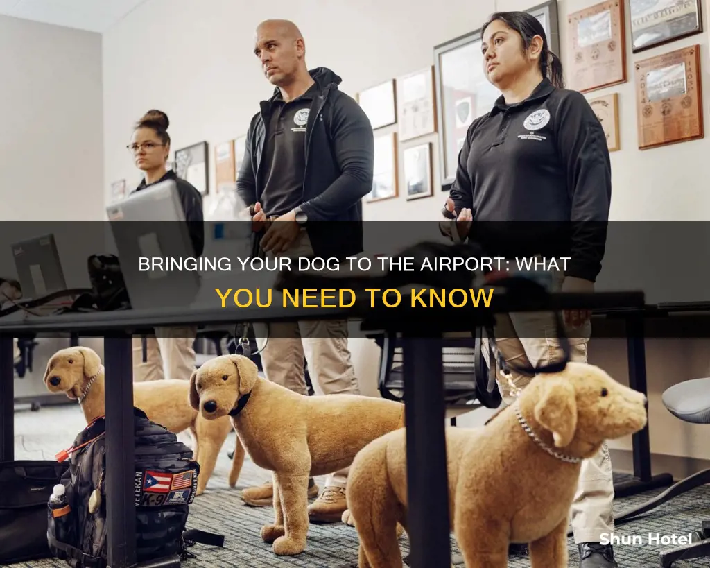can i bring dog into airport
