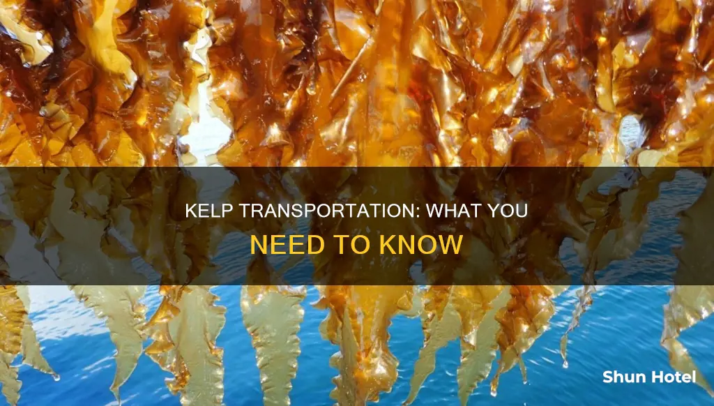 can i bring kelp airport