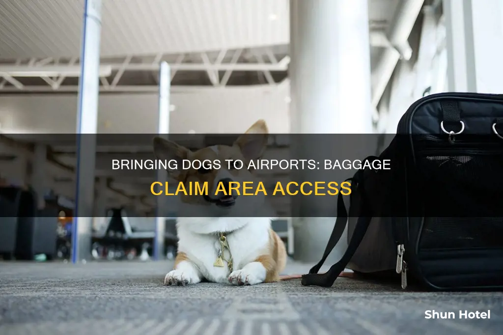 can i bring my dog into the airport baggage claim