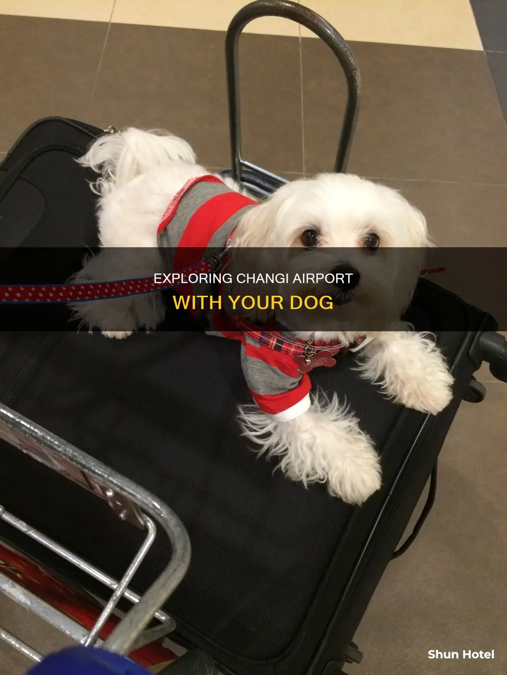 can i bring my dog to changi airport