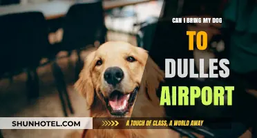 Dulles Airport: Can You Bring Your Dog?