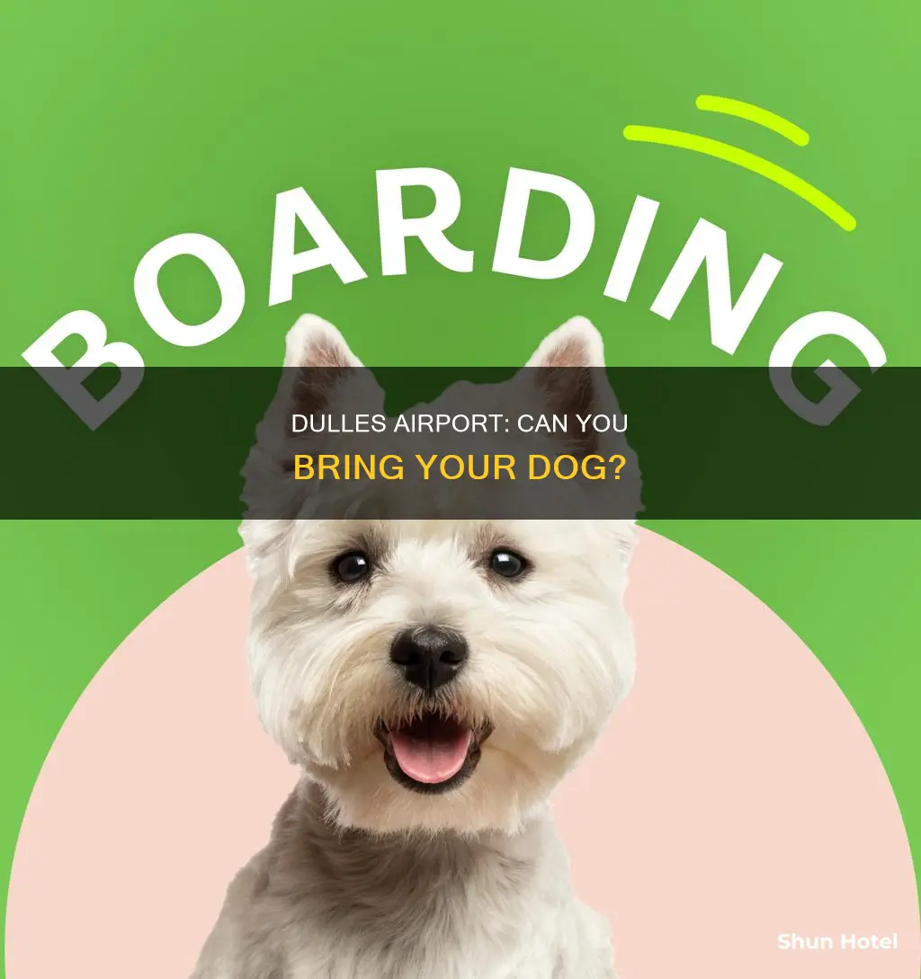 can i bring my dog to dulles airport