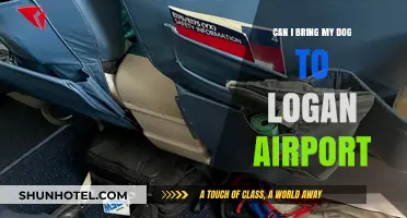 Bringing Your Dog to Logan Airport: What You Need to Know