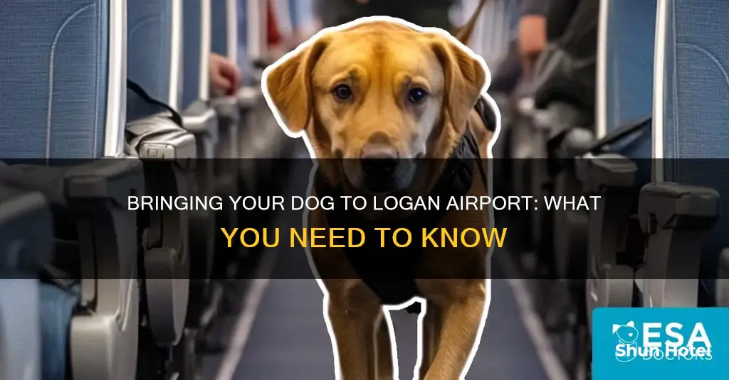can i bring my dog to logan airport