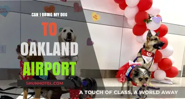 Traveling with Your Dog: Oakland Airport Pet Policy