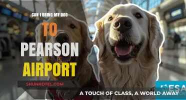Traveling with Your Dog via Pearson Airport: What You Need to Know