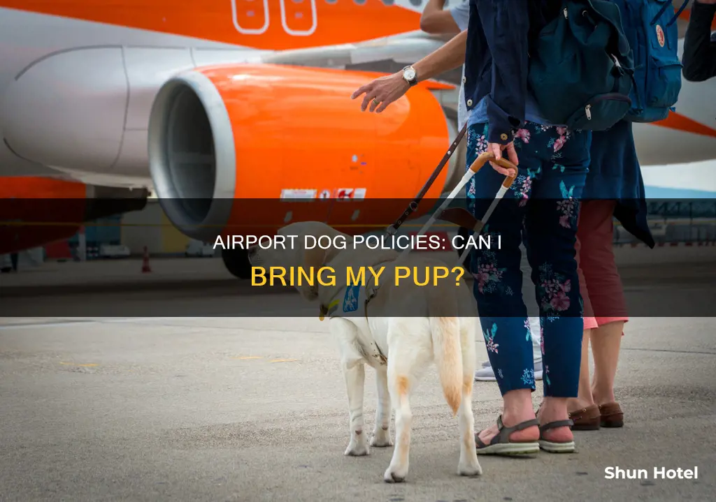 can i bring my dog to the airport