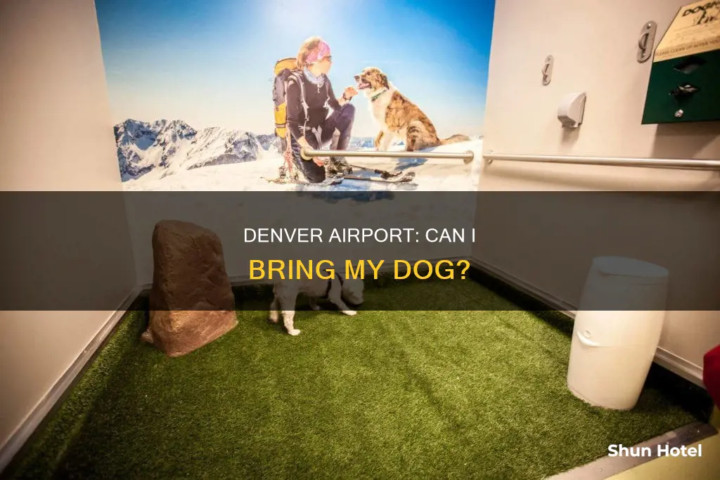 can i bring my dog to the denver airport