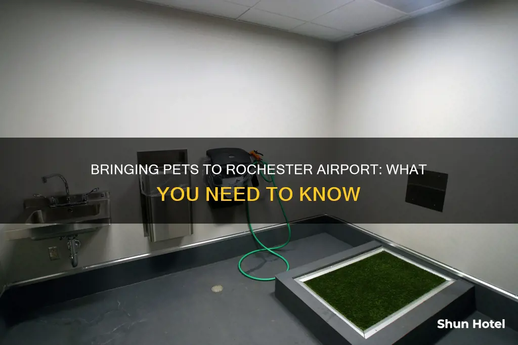 can i bring my pet to rochester airport