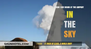 Bison at the Airport in the Sky: A Unique Experience