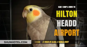 Shipping a Bird: Hilton Head Airport Rules