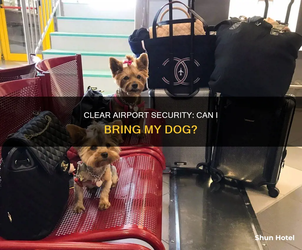 can i take a dog through clear at the airport