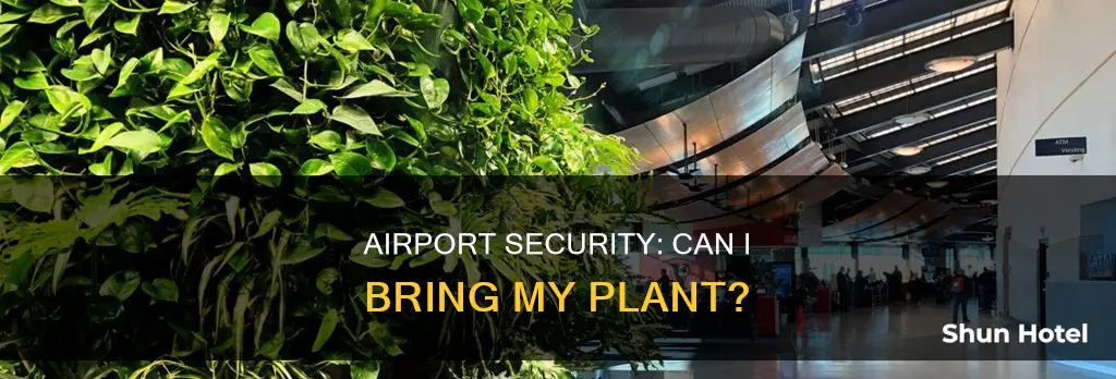 can i take a plant through airport security