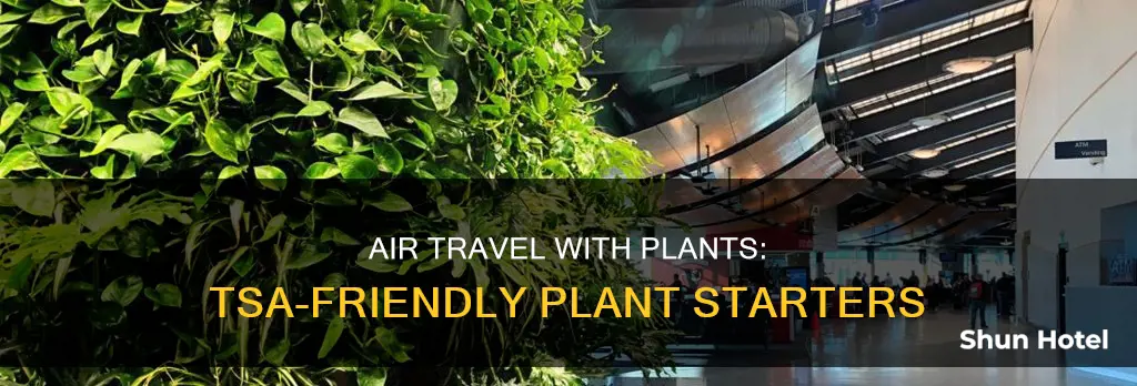 can i take a small plant starter theough airport security