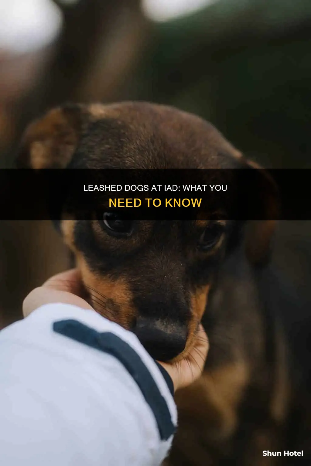 can i take leashed dog to iad airport