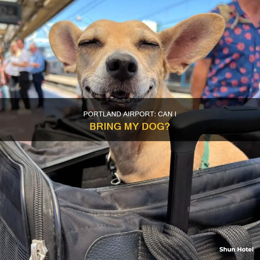 can i take my dog in the portland airport