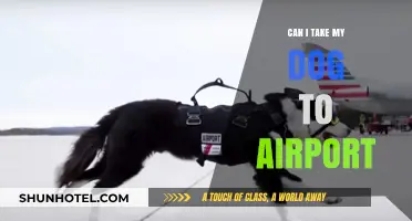 Airport Dog-Friendly Policies: What Pet Owners Need to Know