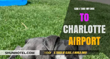 Charlotte Airport: Are Dogs Allowed?