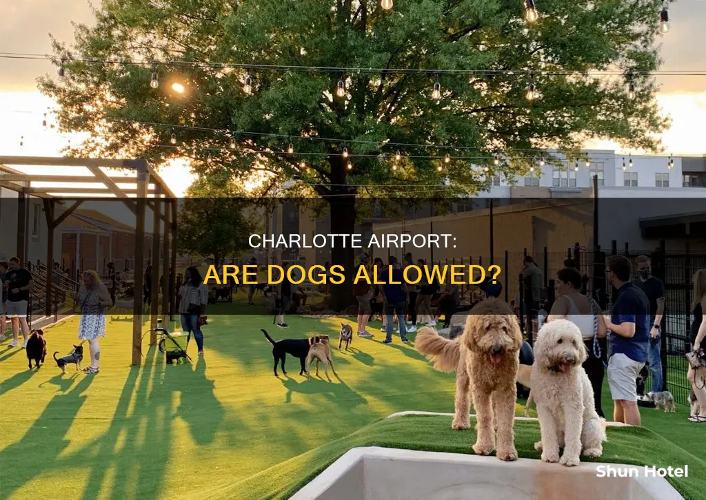 can i take my dog to charlotte airport