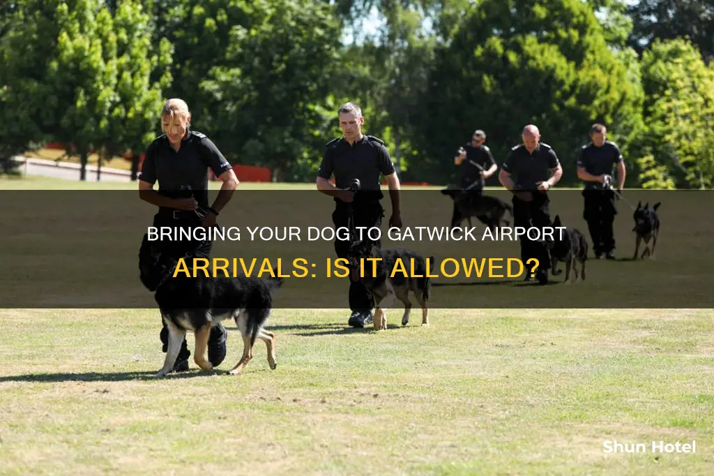 can i take my dog to gatwick airport arrivals