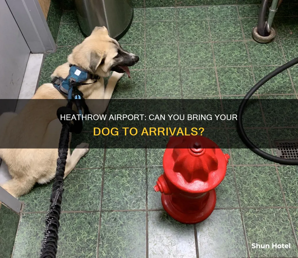 can i take my dog to heathrow airport arrivals