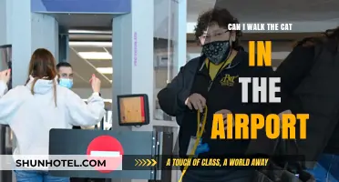 Walking Cats in Airports: Is It Possible?