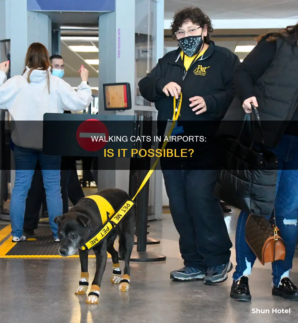 can i walk the cat in the airport