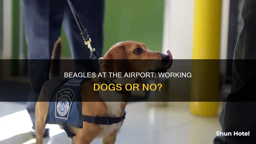 can my beagle work at airport