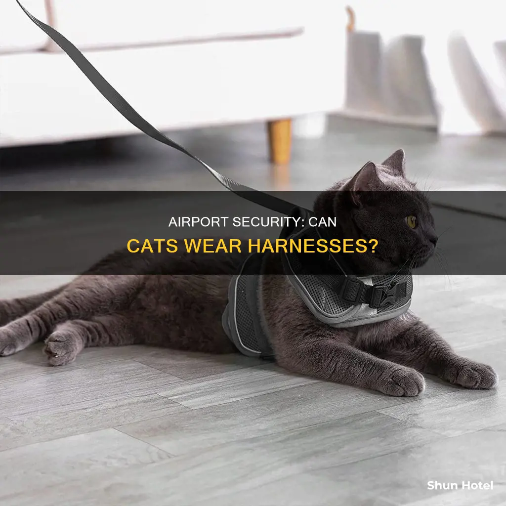 can my cat wear a harness through airport security