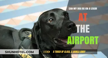 Airports and Dogs: Leash Rules and Regulations