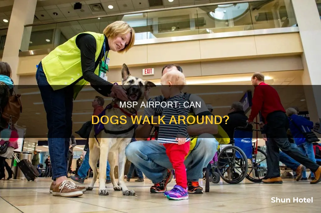 can my dog be walking around in msp airport