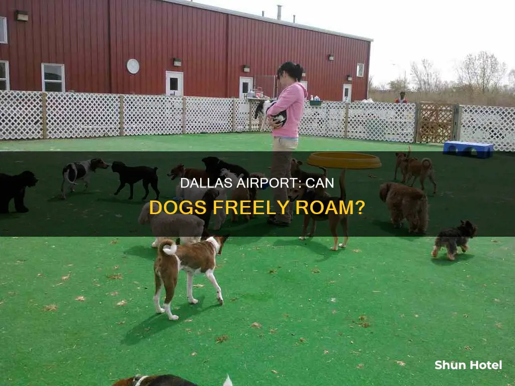 can my dog walk around at dallas airport