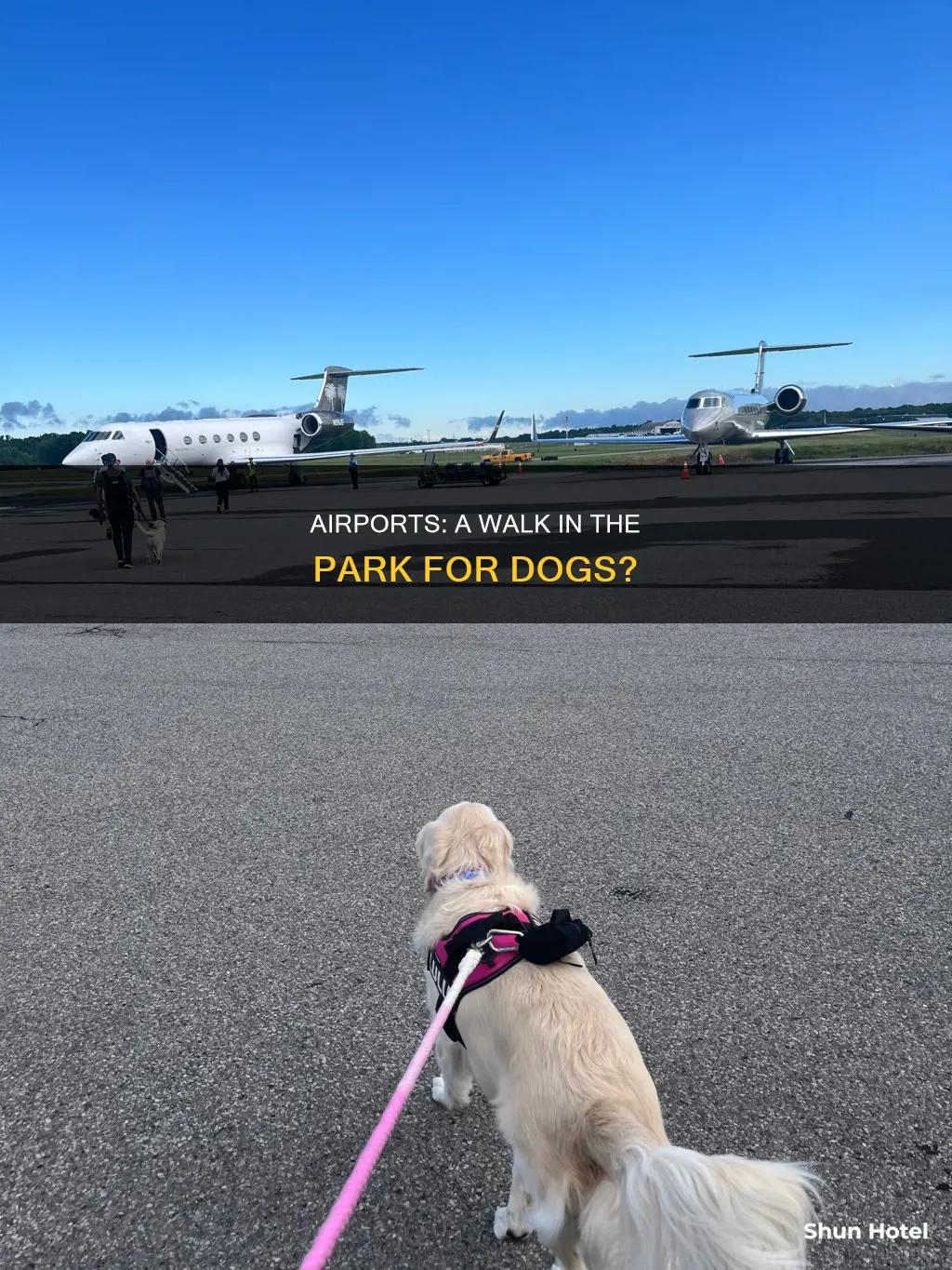 can my dog walk in the airport