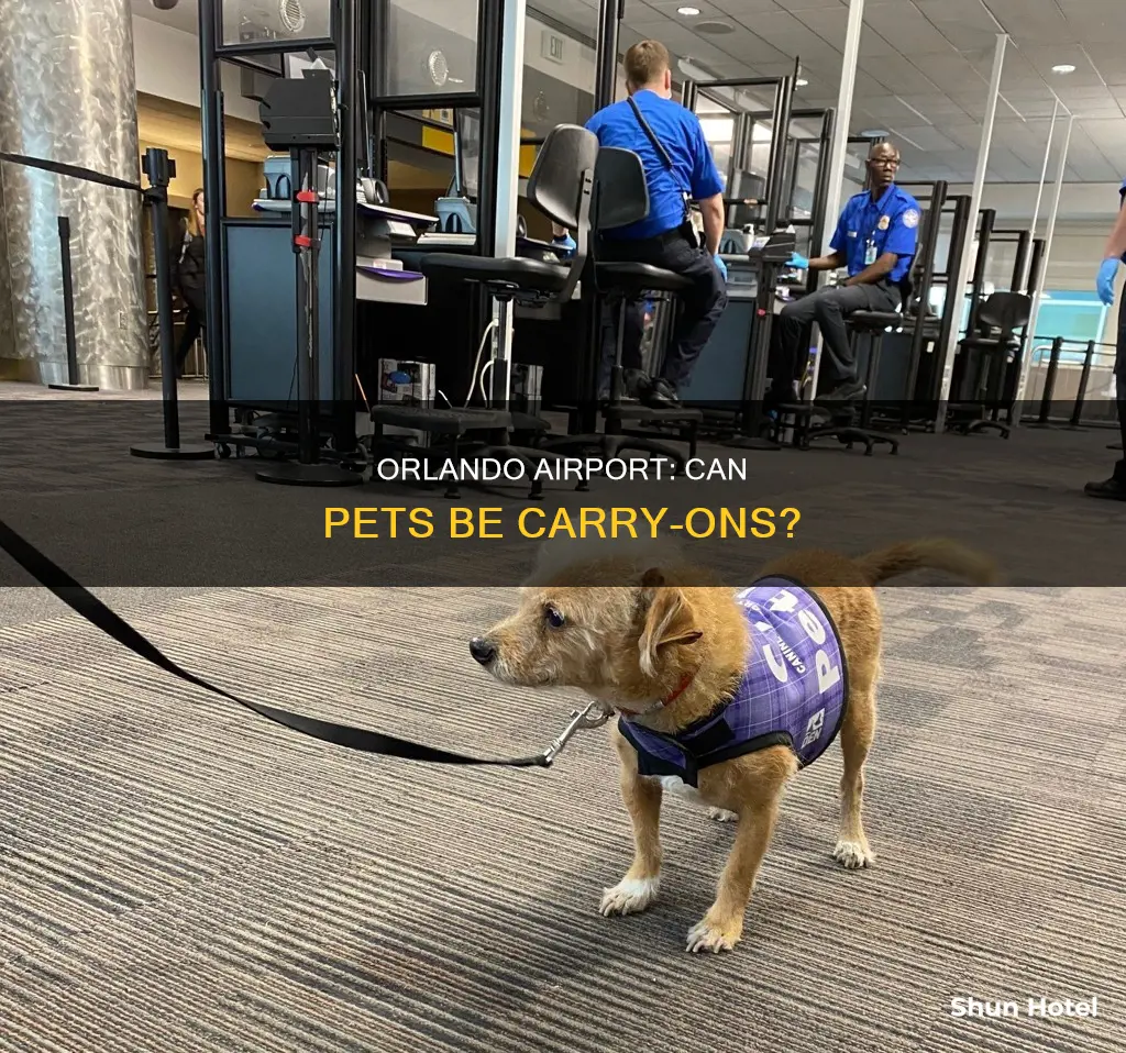 can pets be carry on at orlando airport