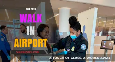 Airport Pet Walks: What You Need to Know