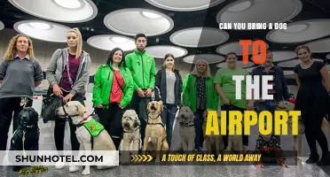 Airport Dog-Friendly? A Guide for Pet Owners
