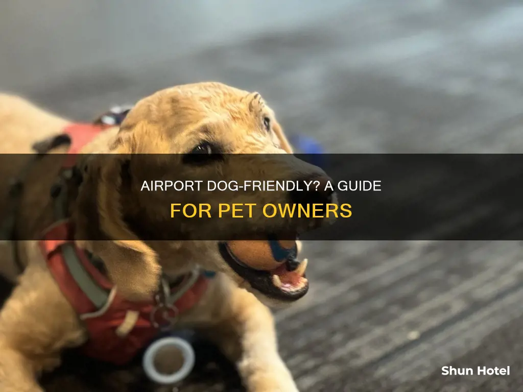 can you bring a dog to the airport