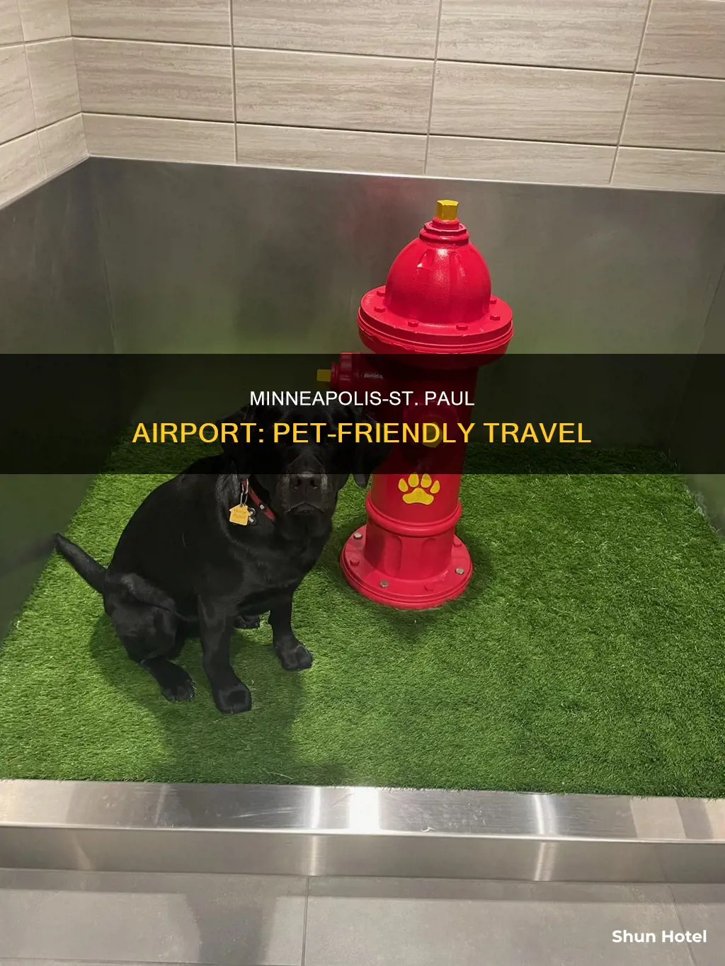 can you bring dogs in minneapolis airport