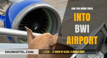Traveling with Dogs: BWI Airport Pet Policy
